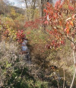 Chartiers Run before it merges with Chartiers Creek