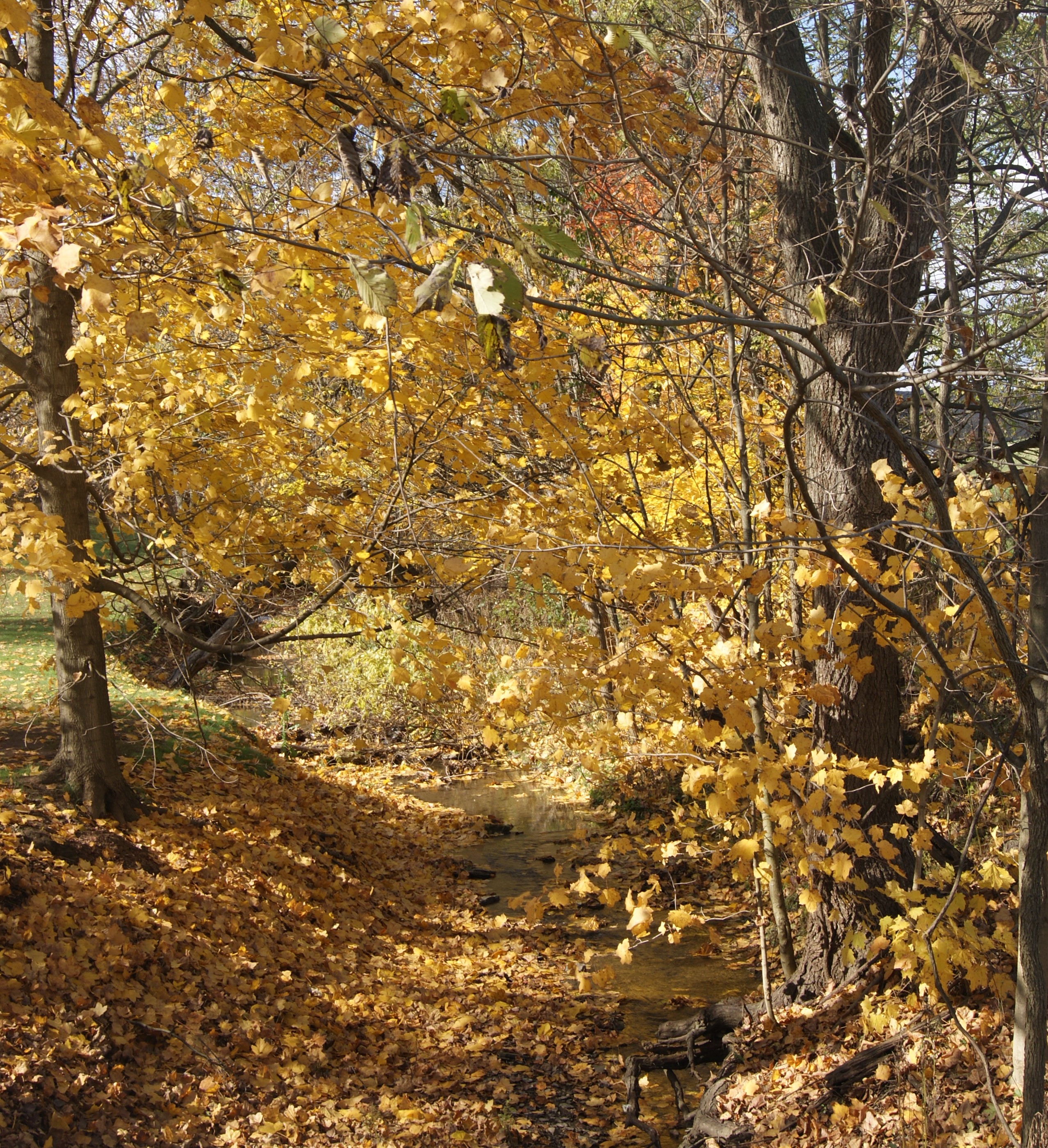 Plum Run before it merges with Chartiers Creek