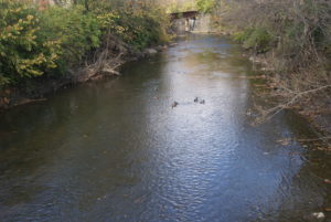 Ducks in Chartiers Creek